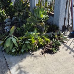 Free cuttings