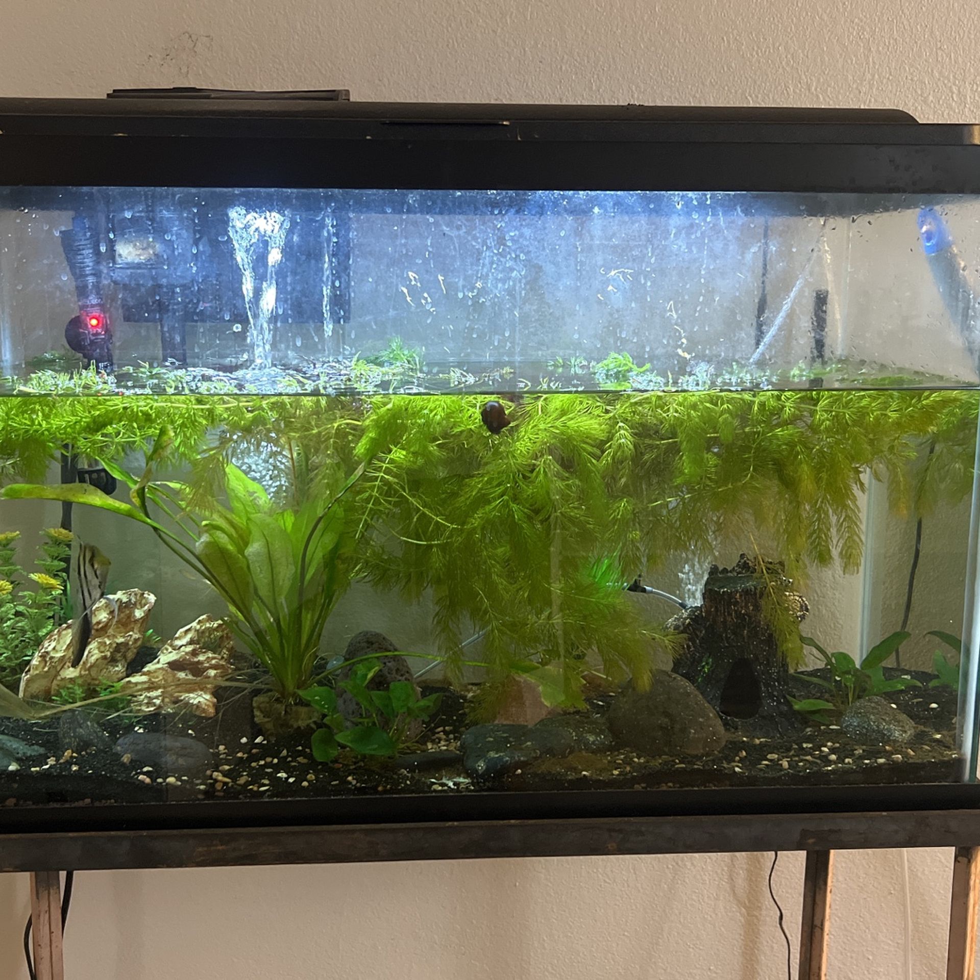 29 Gall Fish tank Comes With Everything