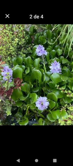 Water plants $5.00 each