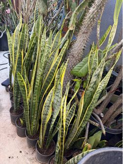 Snake plant
