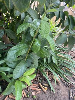 Guava Trees For Sale.  
