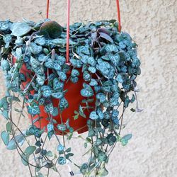 Strings Of Hearts Plant $30