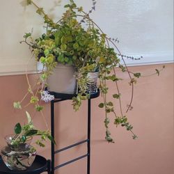 VICKS AND AEONIUM PLANTS. 