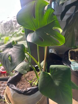 Monstera