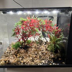 Fish Tank With Filter & Light 