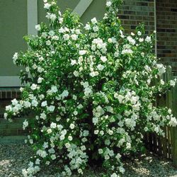 Native Mock Orange Plants Bushes 