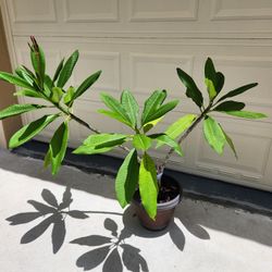 Ready To Flower Potted Plumeria Frangipani Plant Outdoor / Indoor 