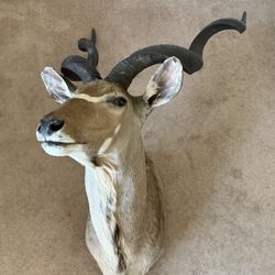 Kudu Shoulder Mount