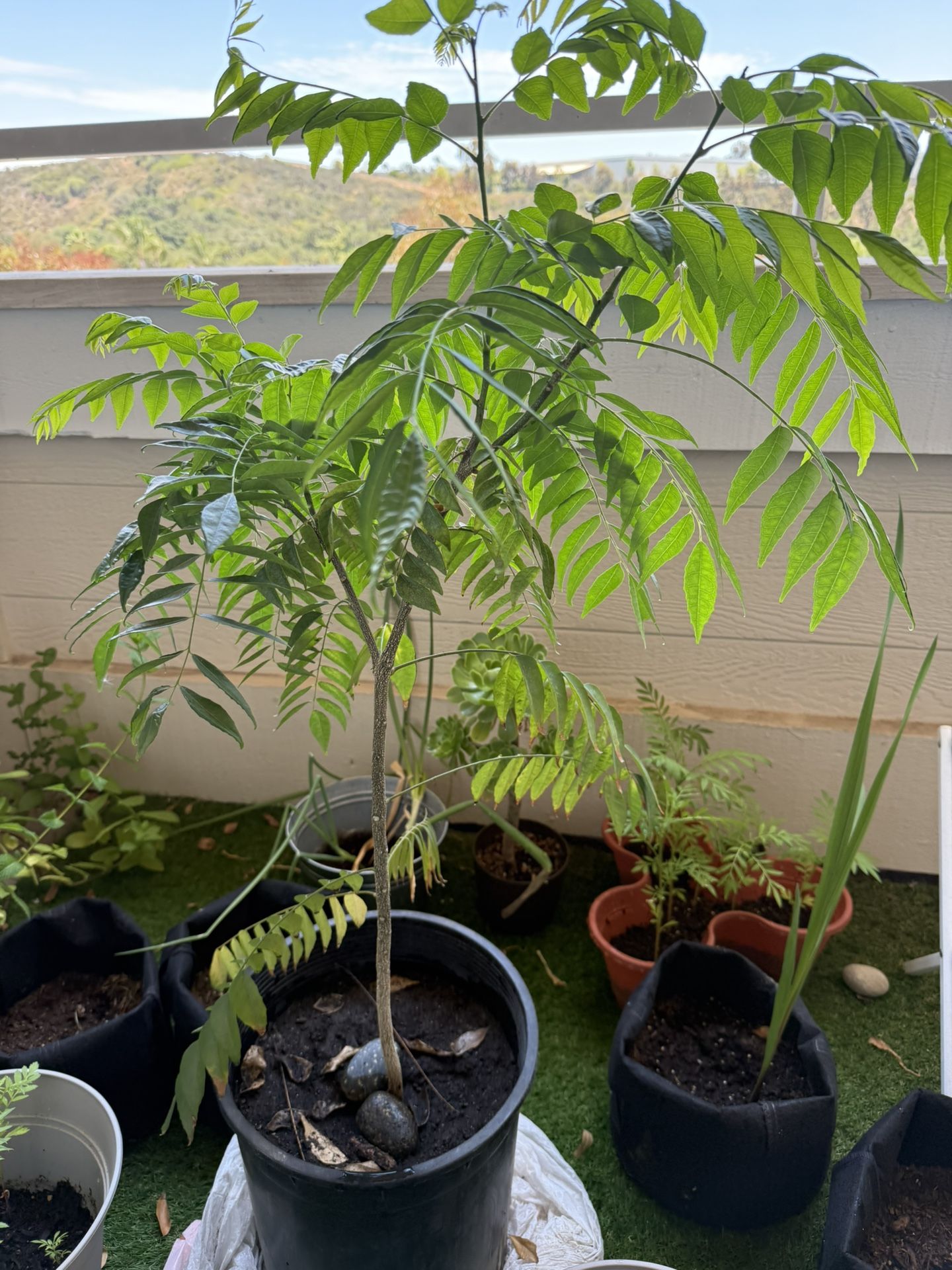 Curry Leaf Plant