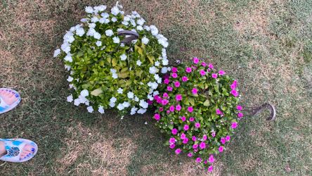 Vinca hanging pots