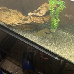 30g Fish Tank