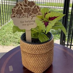 Kong Lime Sprite Coleus Plant $15