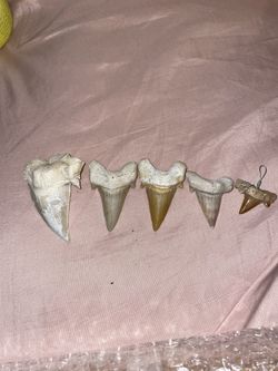 Shark Teeth