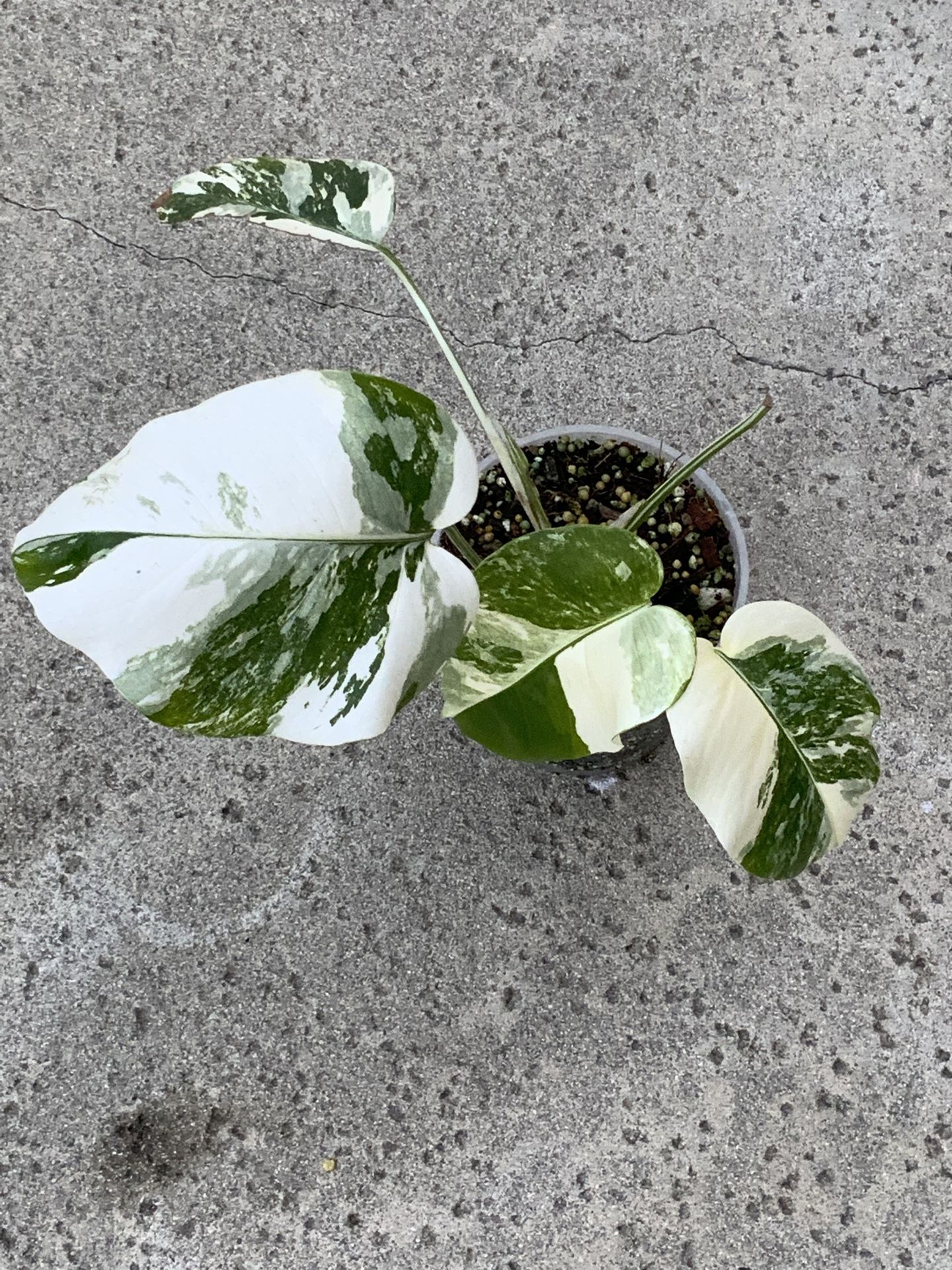 Monstera Borsigiana Albo Variegated Rooted