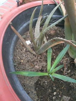 Aloe Vera - Savila