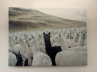 Llama Artwork