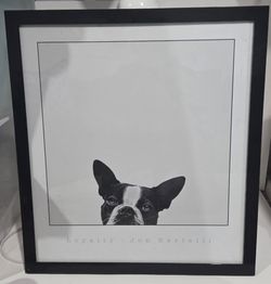 Boston Terrier wall picture framed in black