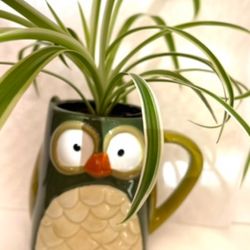 Spider House Plant In Cute 4.5"H New Cup.