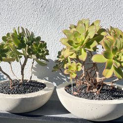 Succulents Arrangement Handmade Concrete Pot 