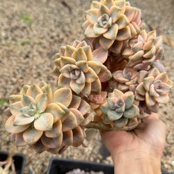 Tituban each $20 plant