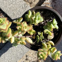 Crassula Succulent 