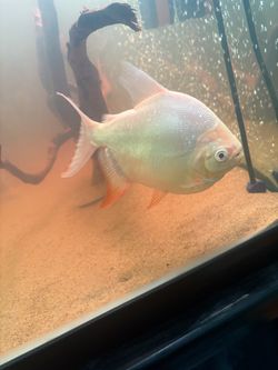 Fish tank for sale