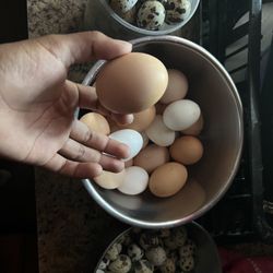 Organic Chicken Eggs , Organic Quail/Codorniz Eggs