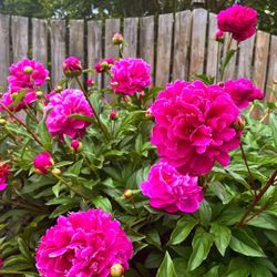Peony Bush- Ready To Bloom Now!