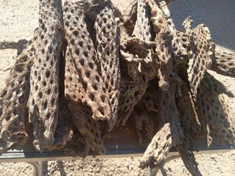 Dried Cholla Cactus Skeleton Pieces