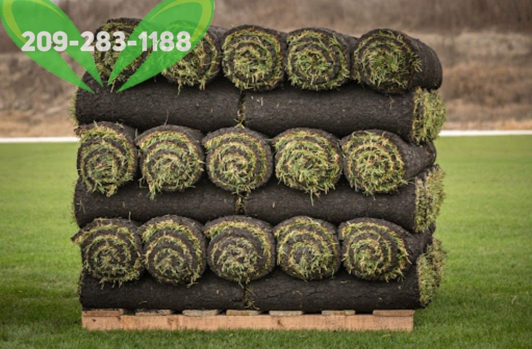 Best QUALITY Sod