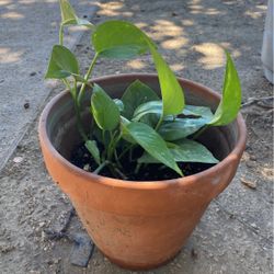 Plant With Orange Pot 