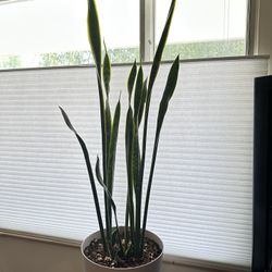 Snake Plant