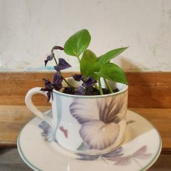 Golden pothos and mini inchplant in an upcycled teacup