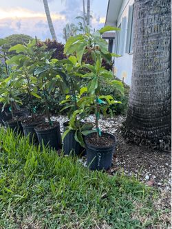 Dwarf avocado tree 3-g  different kind avocado ingerto