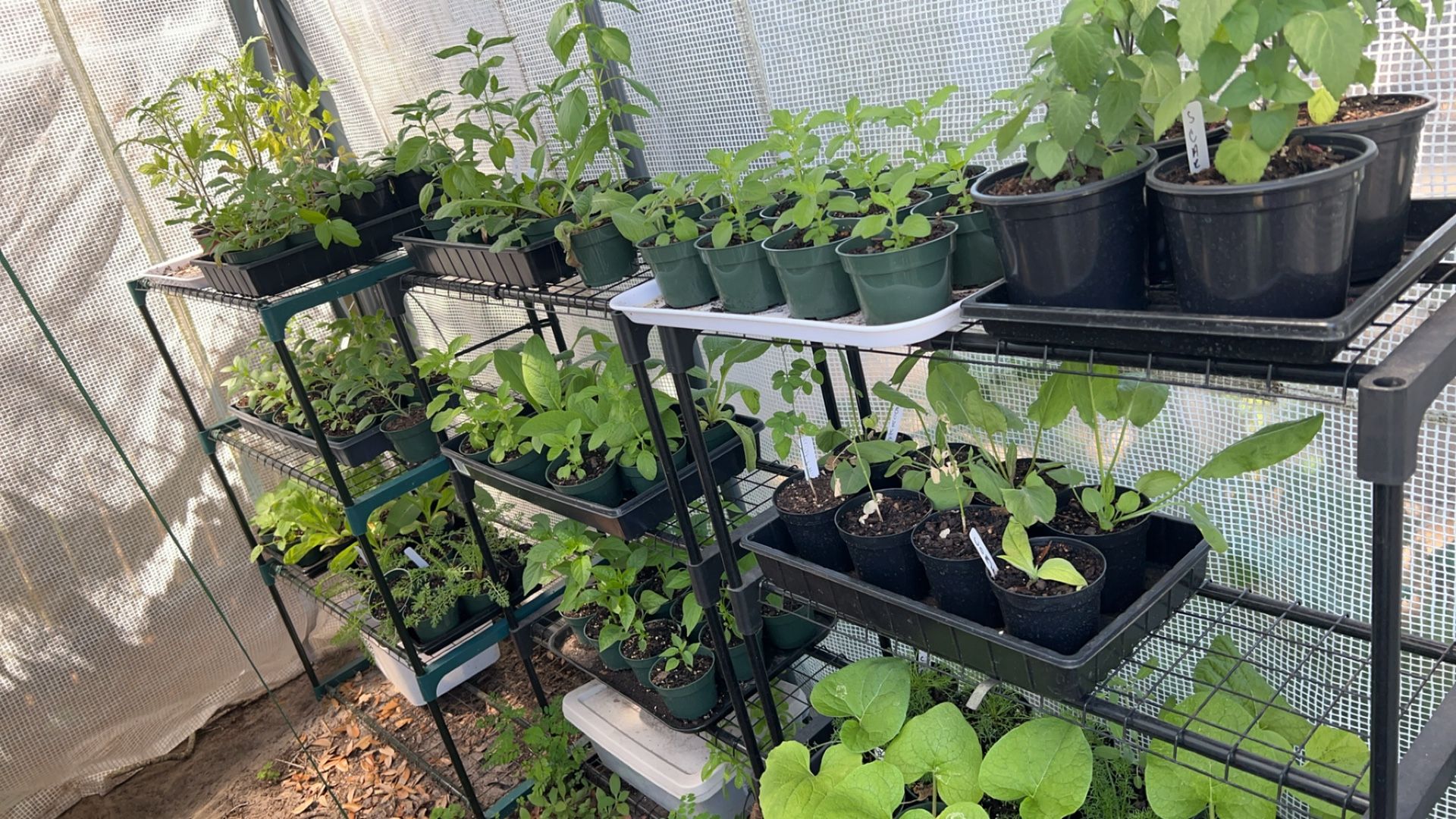 Live Medicinal Herb Plants