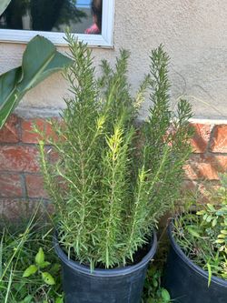 Rosemary plant very nice aroma it’s good for many things helps to make your hair grow healthy