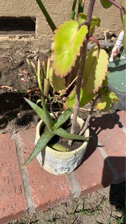 Plantitas de Aloe Verá Desde $3.00 dlls