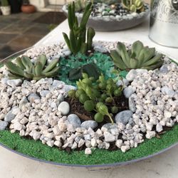 Succulents 