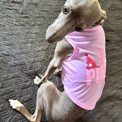 Pink Letter Doggie Vest Clothes 