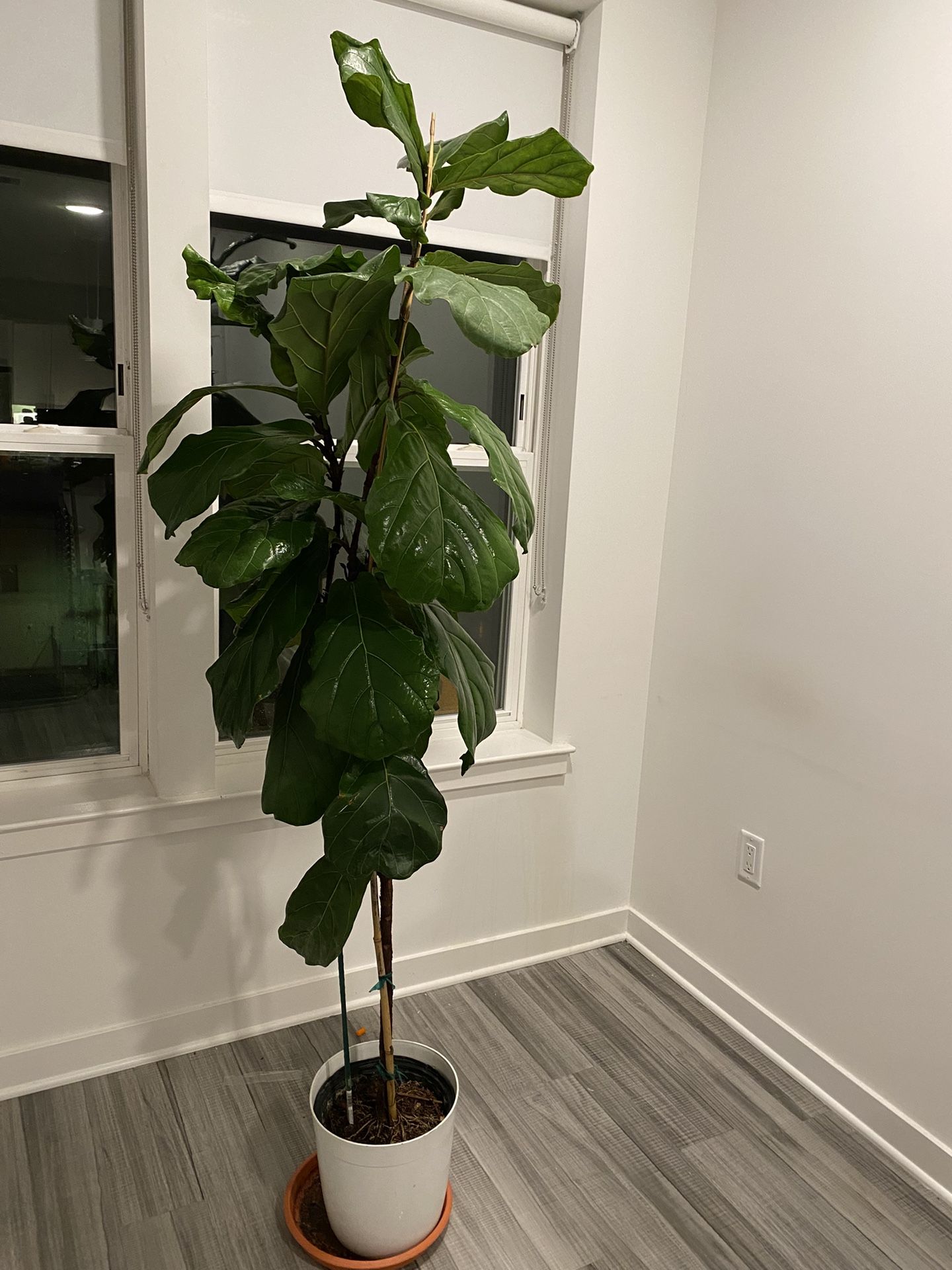 🔥 Moving Sale – 4 Full-Grown Plants (Monstera + Fiddle Leaf) – $200