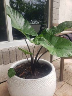 Elephant Ear Plant $10