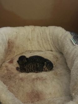 1 boy and one girl cat they where born may 20
