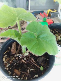 Bonitas plantas de calabaza listas para transplantar $2 Dlls C.u