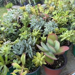 Tons Of Outdoor Plants For Sale