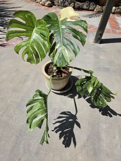 Monstera Thai Constellation