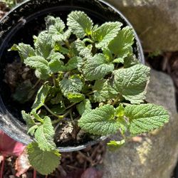 Herb Plant Lemon Balm