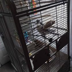 Cage With One Cockatiel Bird And Two Bungee Bird