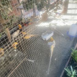 Toy Pheasants 