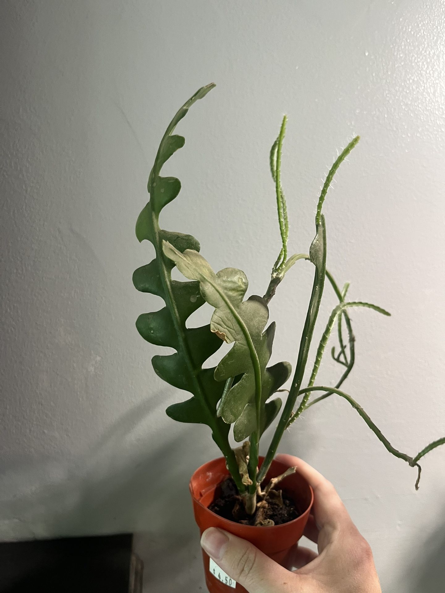 Fishbone Cactus