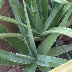 Aloe Vera